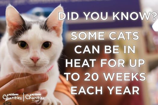 how long does a cat's first heat last
